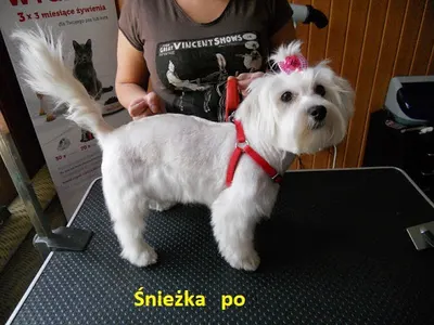 Psi Fryzjer, Sklep ZOOlogiczno-Wędkarski PLUTO Radom, strzyżenie psów, wędkarstwo, akwarystyka